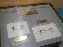 -上海大自然野生昆虫馆(东方明珠·爬宠昆虫探索中心)