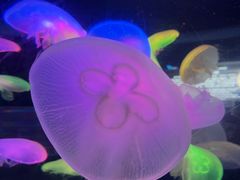 -太平洋海底世界