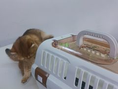 -汪喵宠物医院·骨科心脏影像·犬猫急重症ICU诊疗中心(成华分院)