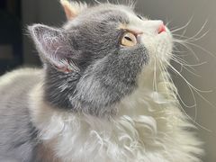 -宠颐生宠物医院·犬猫全科·皮肤科(商业街店)