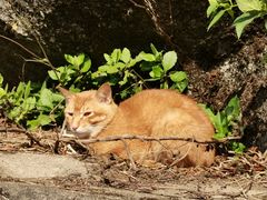 -梧桐山风景名胜区