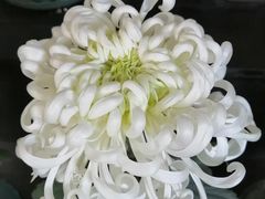 -杭州植物园