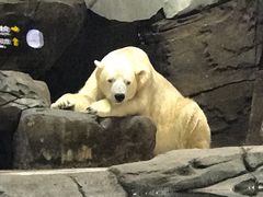 -海合安武汉极地海洋公园