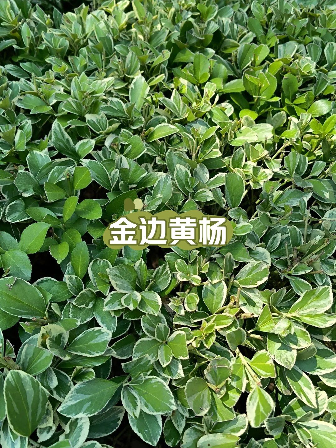 每天认识一种植物|金边黄杨