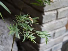 -鱼桥巷·美学川菜