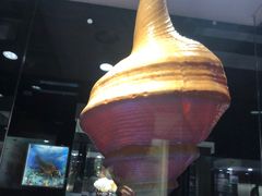 -贝壳王国博物馆