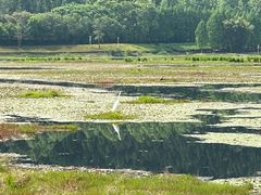 -腾冲北海湿地