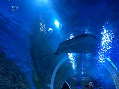 -芜湖新华联大白鲸海洋公园