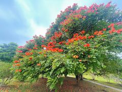 -中国科学院西双版纳热带植物园