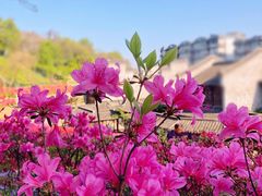 -老门东历史文化街区