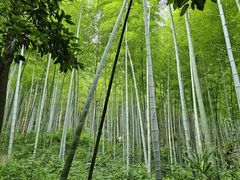 -上海佘山国家森林公园天马山园