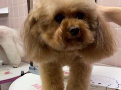 -FAELING PETS美天灵宠物(富力广场店)