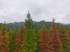 -小芝红树林