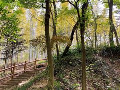 -上海佘山国家森林公园天马山园