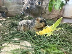 -广州长隆飞鸟乐园