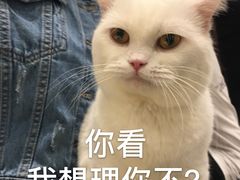 -飞行喵MR PILOT|猫舍·猫咖(静安大融城店)