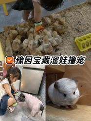 -神奇动物撸宠馆·羊驼·小浣熊·异宠(豫园店)