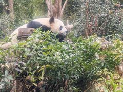 -都江堰中华大熊猫苑