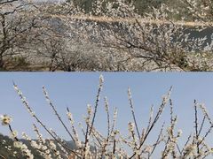 -广州市流溪河国家森林公园