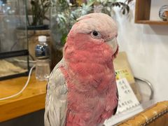-吉丁鸟咖·异宠·寄养