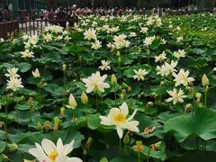 -莲花池公园