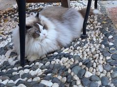 -喵屿·大理花园猫咖