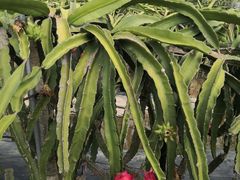 -尚果生态采摘园