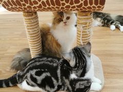-COLOR PETS 撸猫馆·购猫·猫咖(长风大悦城店)