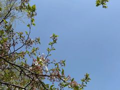 -羊山湖公园