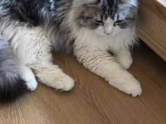 -猫腻·猫咖·撸猫馆(星光大道店)
