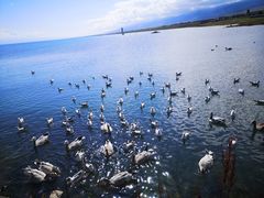 -青海湖国家重点风景名胜区