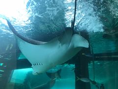 -悉尼海洋生物水族馆