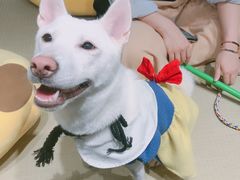 -逗柴咖啡屋·狗咖猫咖宠物桌游