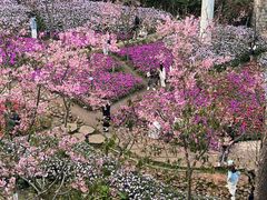 -狐尾山公园