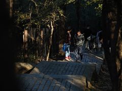 -紫金山山顶公园