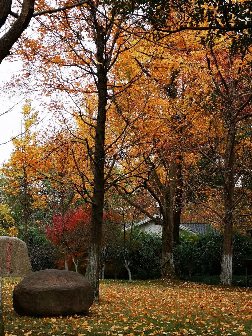 冬日暖阳中色彩缤纷-----就在幽静的杭州学士公园