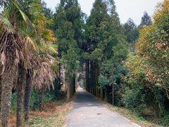 -东平国家森林公园