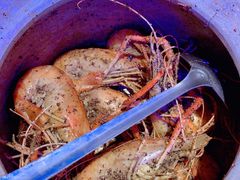 -钳真多钓虾馆·小龙虾海鲜烧烤(九六广场店)