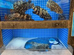 -连鹭海鲜·海肠捞饭·海胆饭(星海店)