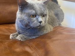 -佐罗家宠物馆·猫文化馆(紫霞路店)