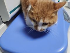 -关爱宠物医院·猫科中心·消化科(滨湖万达分院)