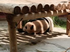 -杭州野生动物世界