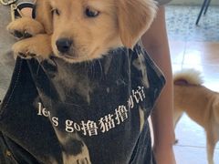 -Let's go狗咖·猫咖·奶狗·桌游(春熙路IFS店)