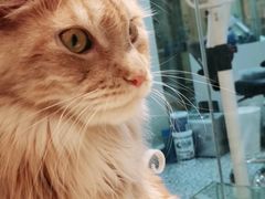 -momokira米努特·德文卷毛猫·棉花面纱犬