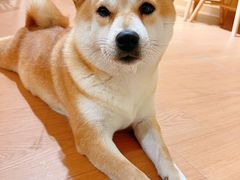 -柴犬小屋·柴餐厅·狗咖食堂(金鼎广场店)