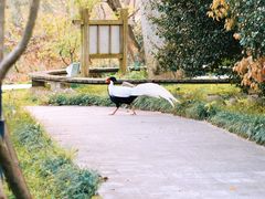 -福建鲤鱼洲酒店