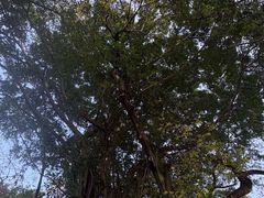 -九龙公园
