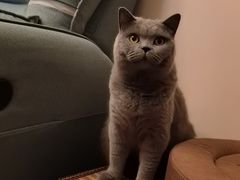 -猫大福·Fortune Cat猫舍(百子湾店)