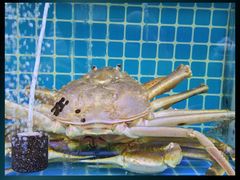 -震海贝烤贝·民俗特色店(延吉总店)