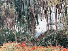 -瑞丽独树成林风景区